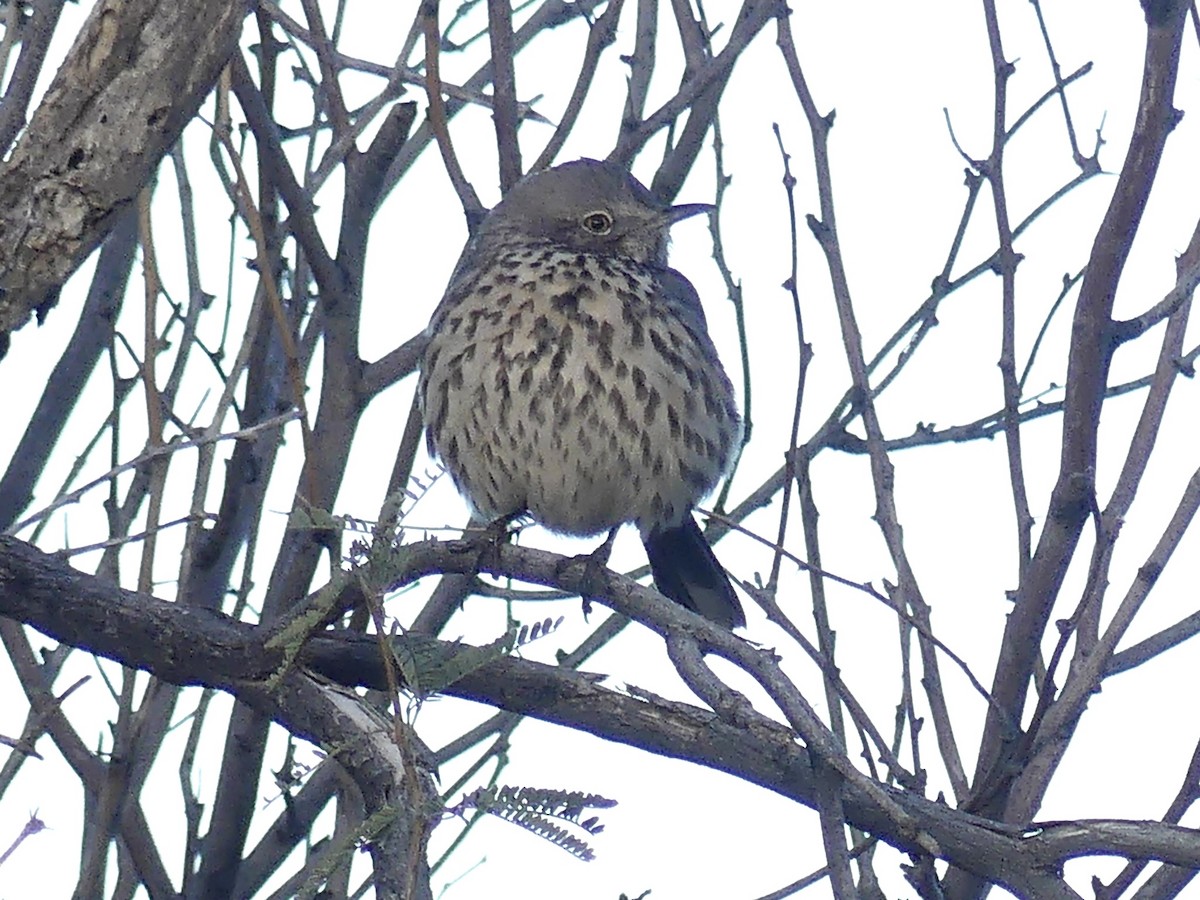 Sage Thrasher - ML646407842