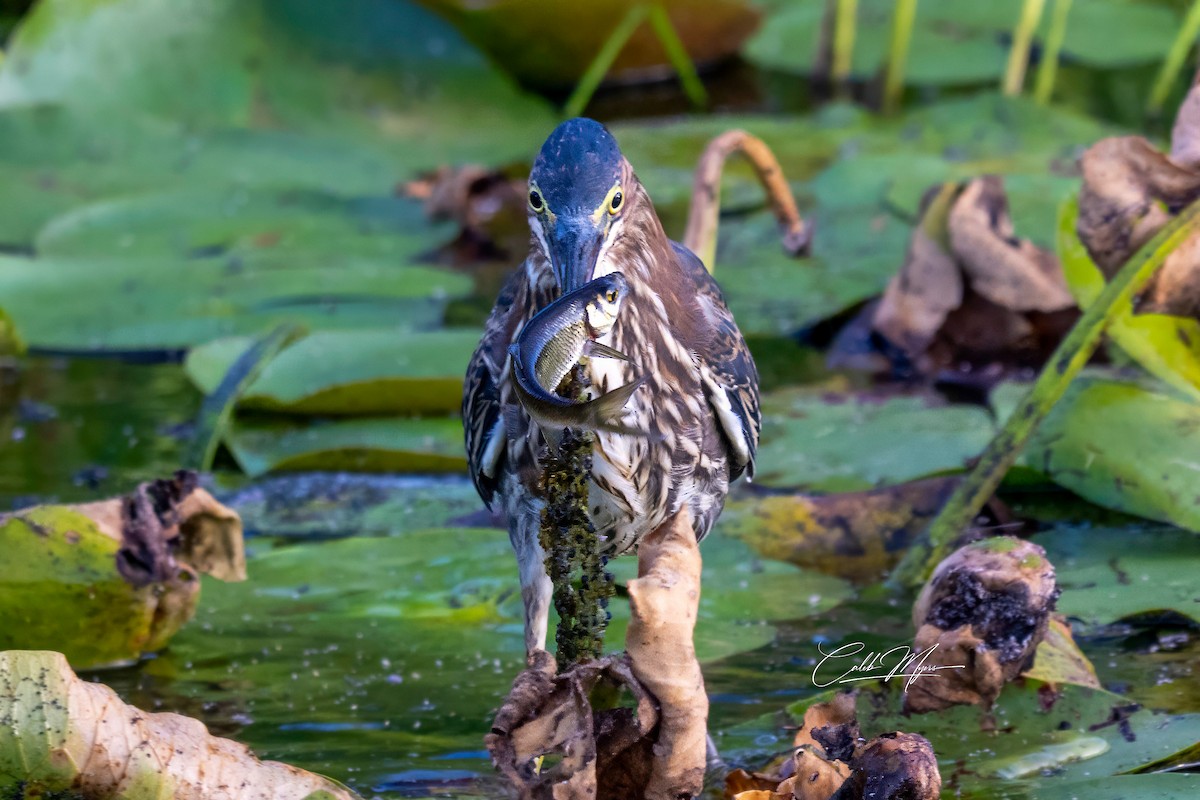 Héron vert - ML646407845