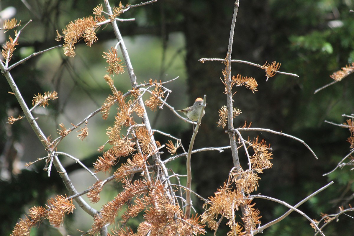 králíček americký - ML646407846