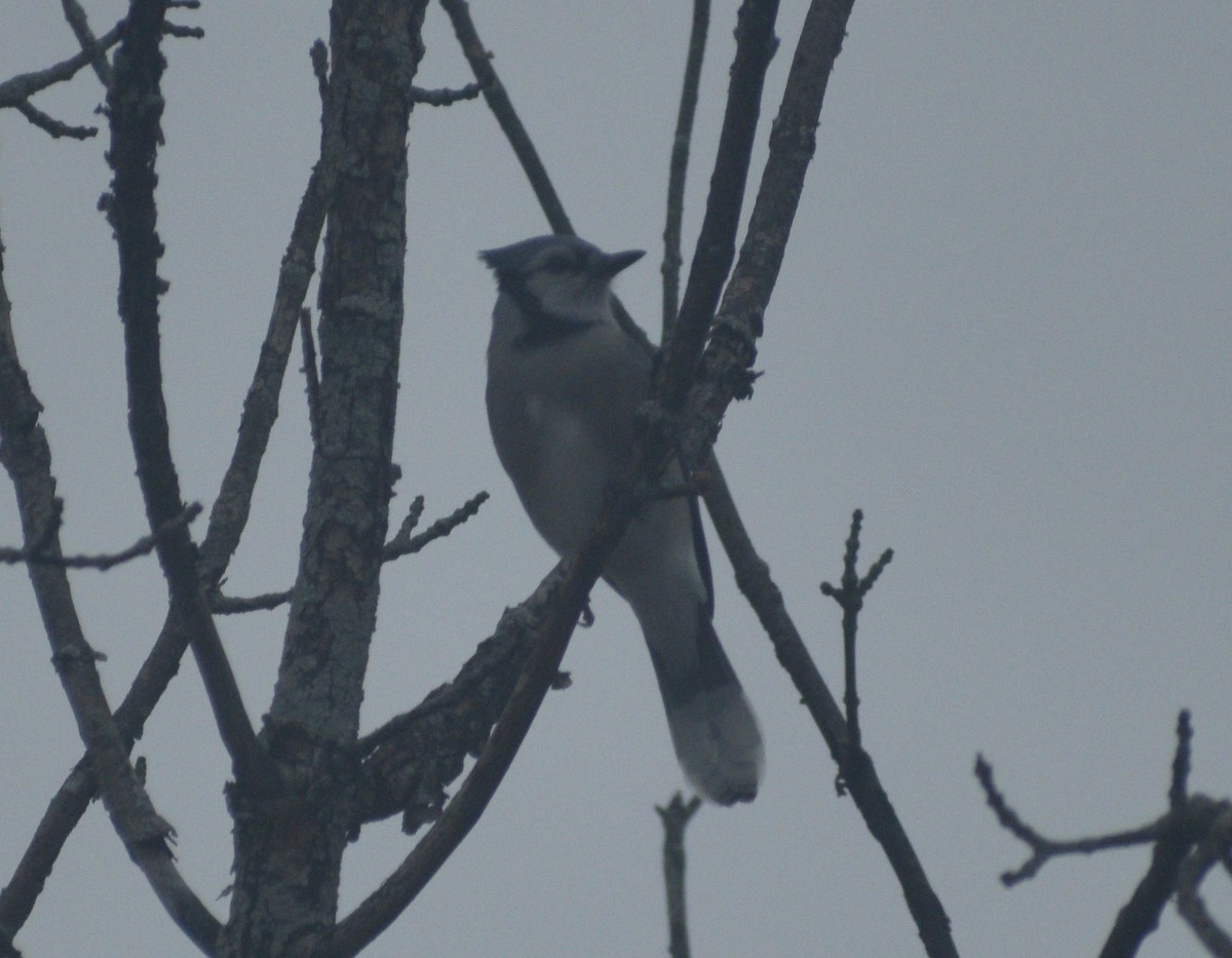 Blue Jay - ML646407847