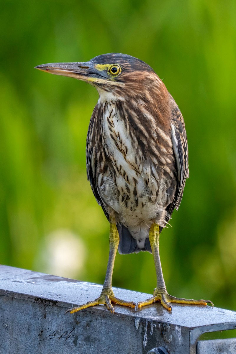 Héron vert - ML646407848