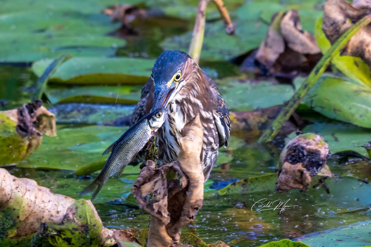 Héron vert - ML646407849