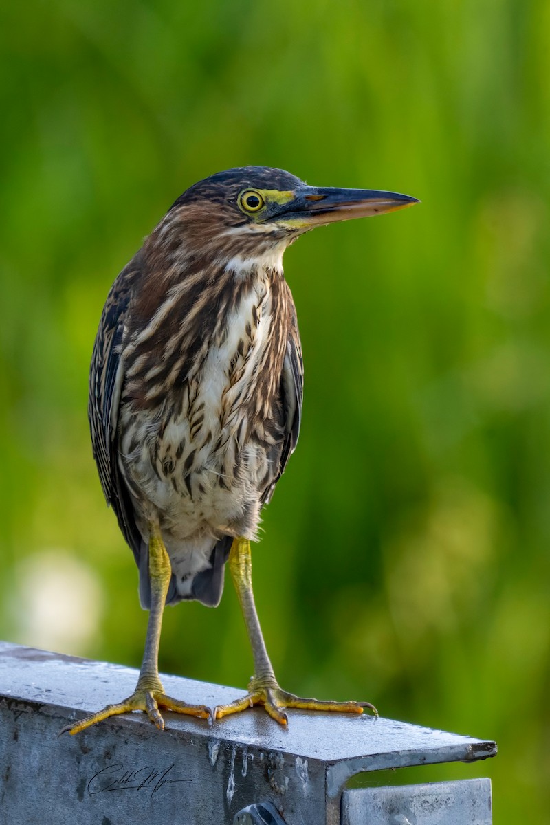 Héron vert - ML646407850