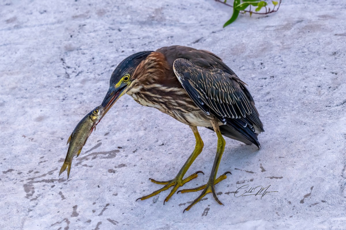 Héron vert - ML646407851