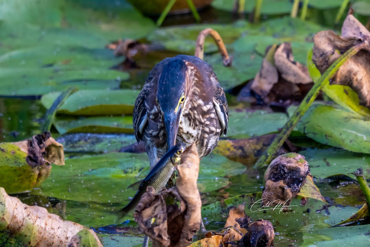 Héron vert - ML646407852