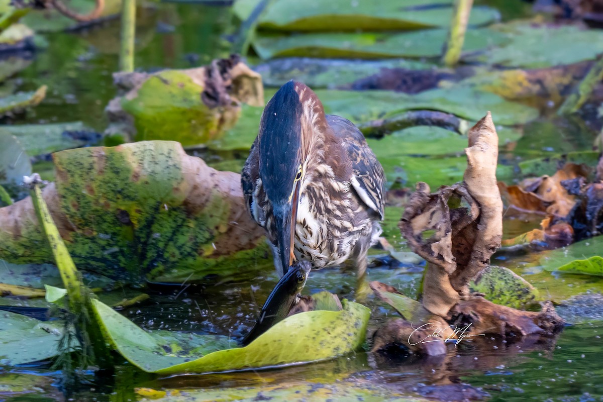 Héron vert - ML646407853