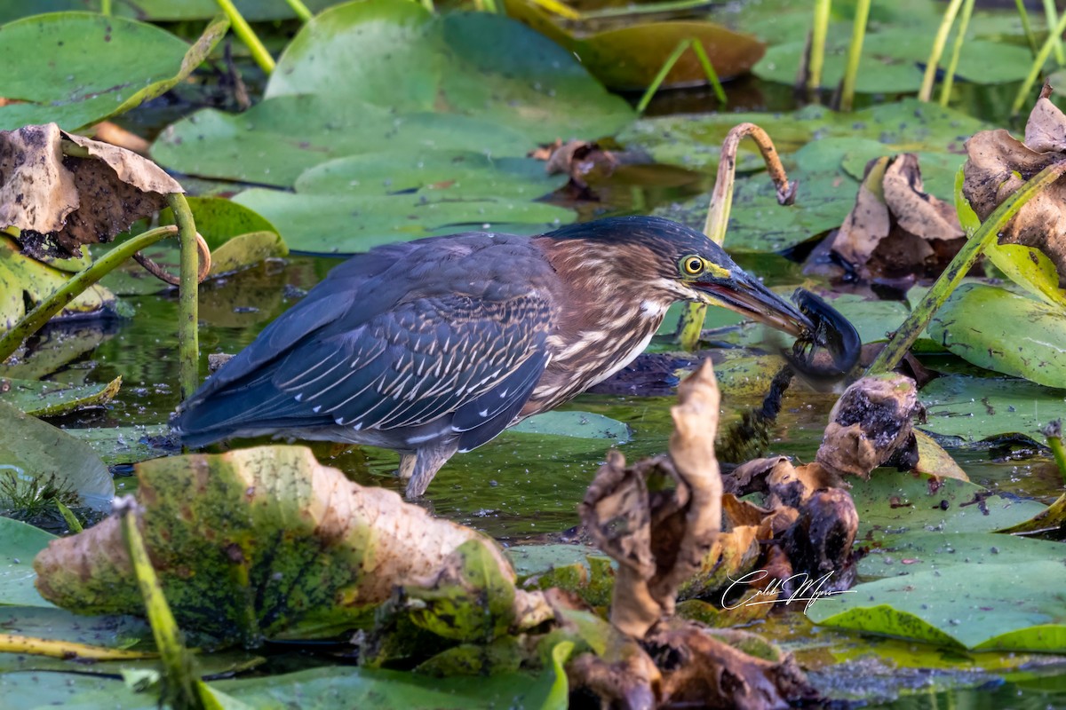 Héron vert - ML646407854