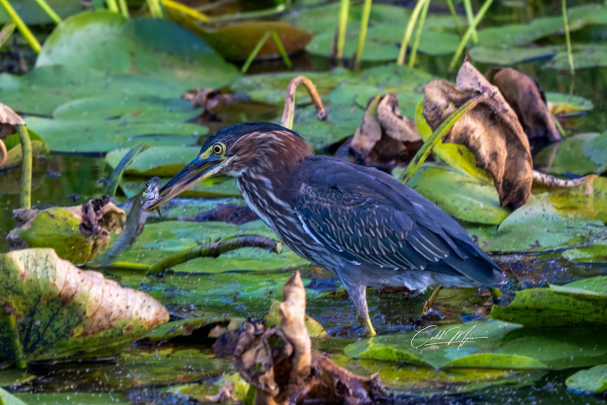 Héron vert - ML646407855