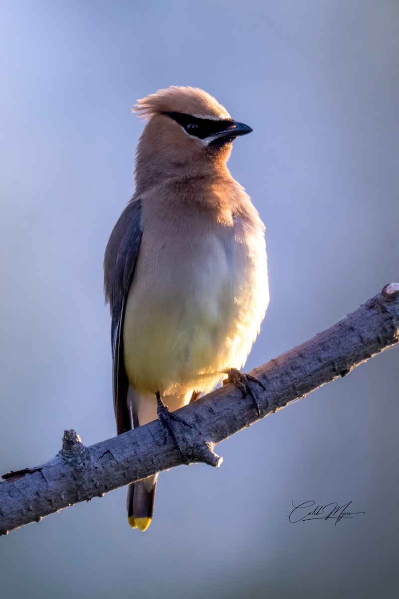 Cedar Waxwing - ML646407861