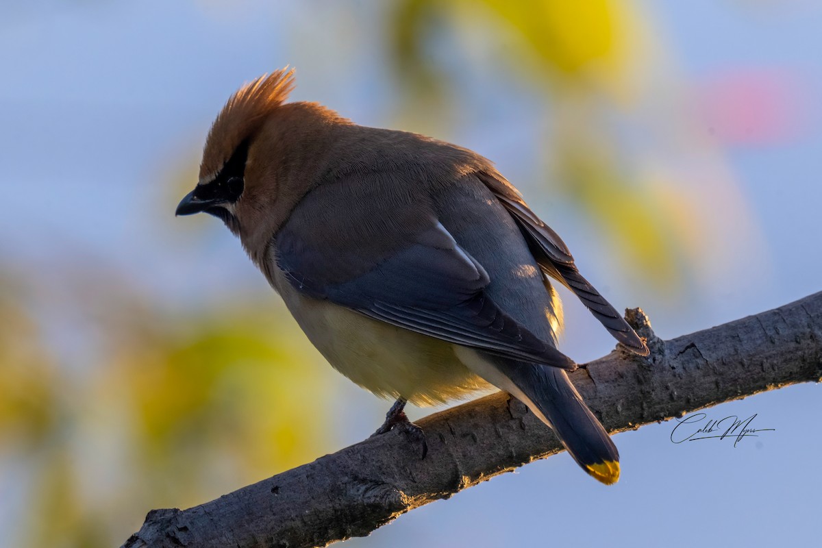 Cedar Waxwing - ML646407862