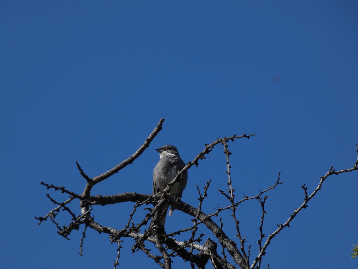 Діука південна - ML646407867