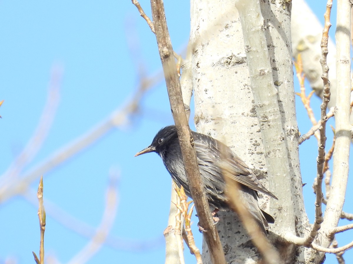 Шпак піренейський - ML646407868