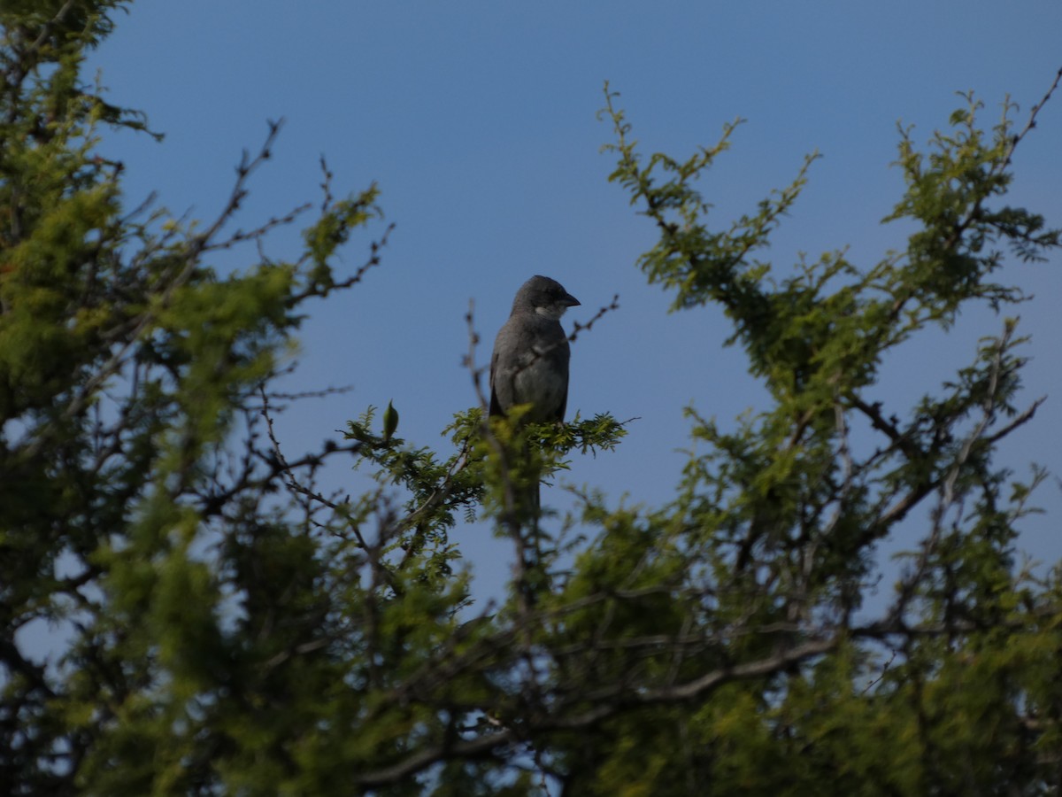 Діука південна - ML646407869