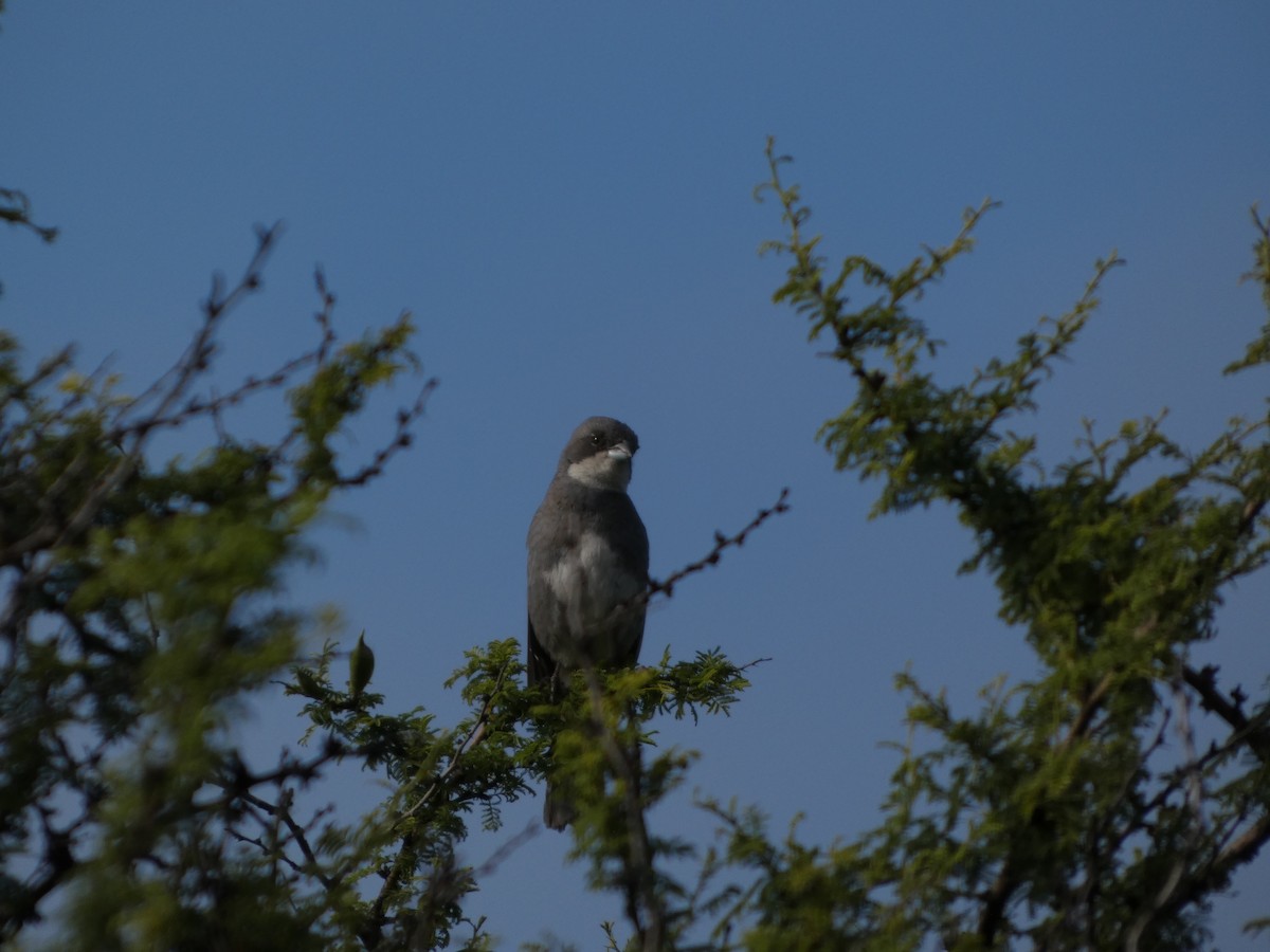 Діука південна - ML646407870