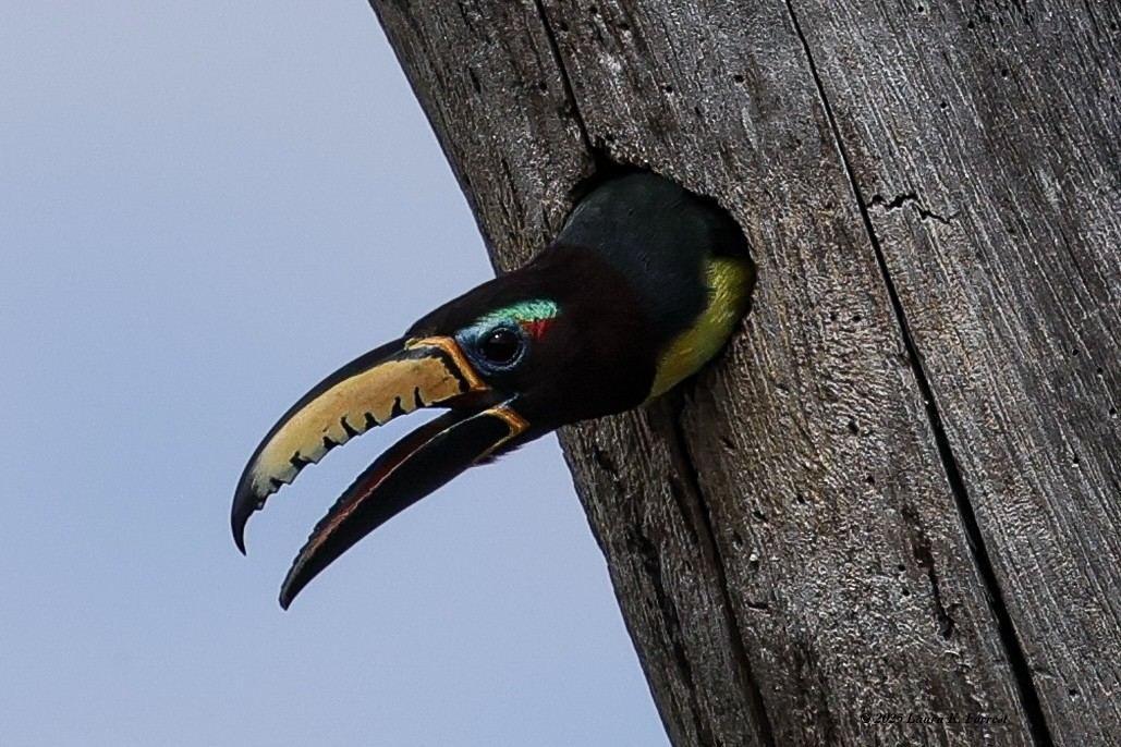 Аракарі синьобровий - ML646407871