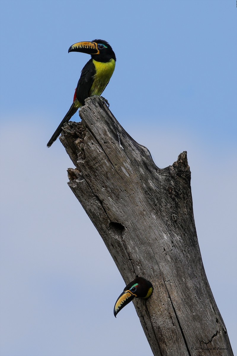 Аракарі синьобровий - ML646407872