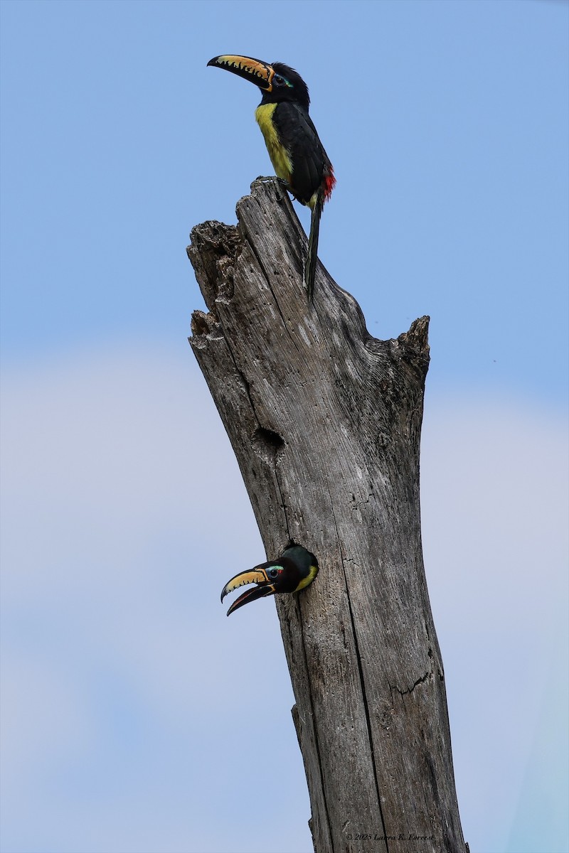 Аракарі синьобровий - ML646407873