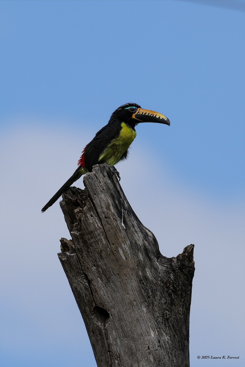Lettered Aracari - ML646407874