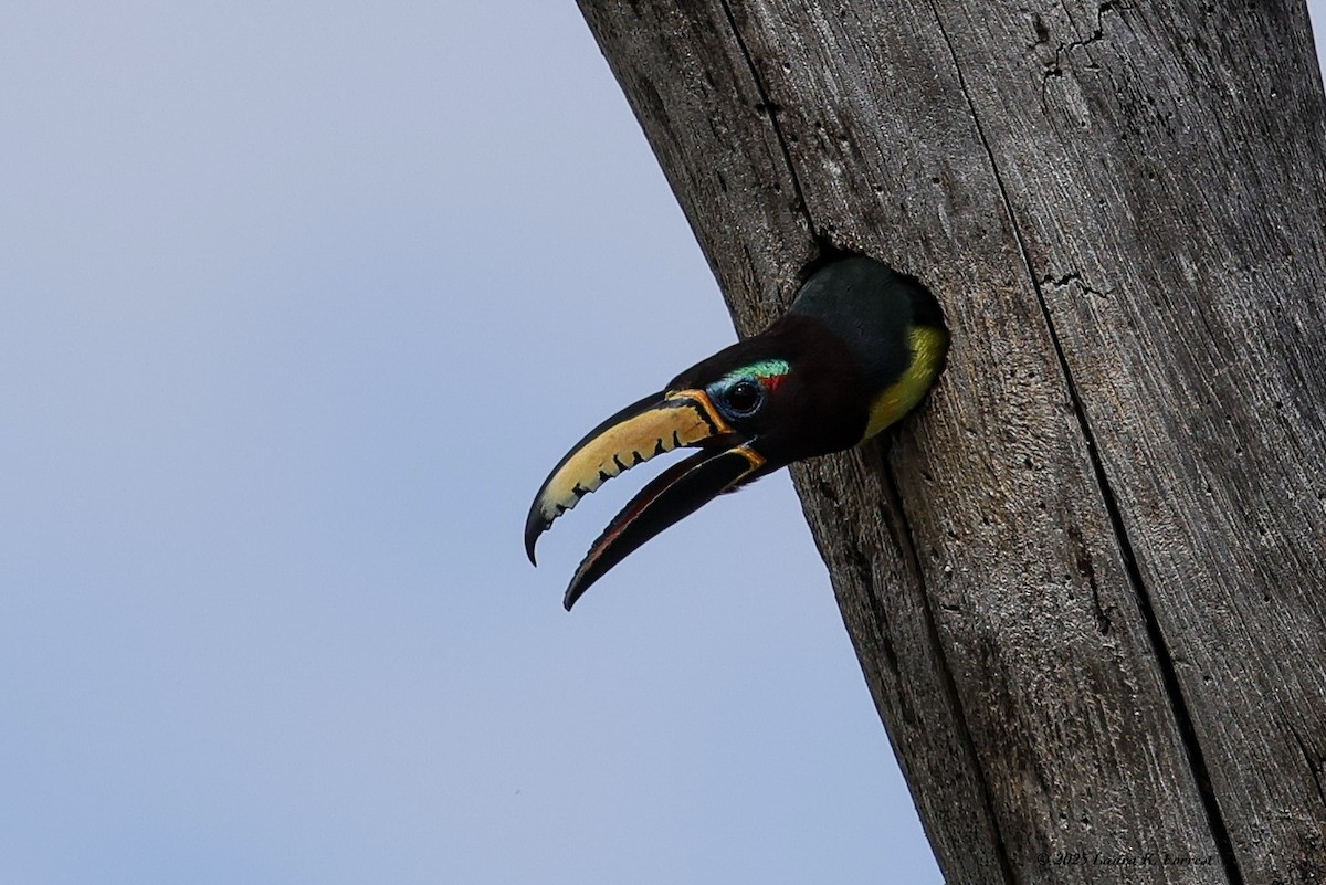 Аракарі синьобровий - ML646407875