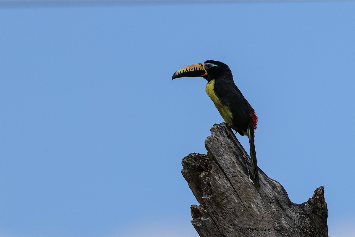 Аракарі синьобровий - ML646407876