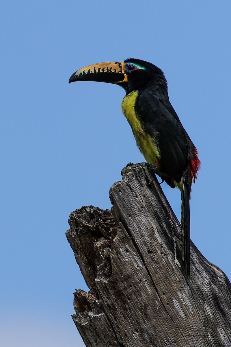 Аракарі синьобровий - ML646407877