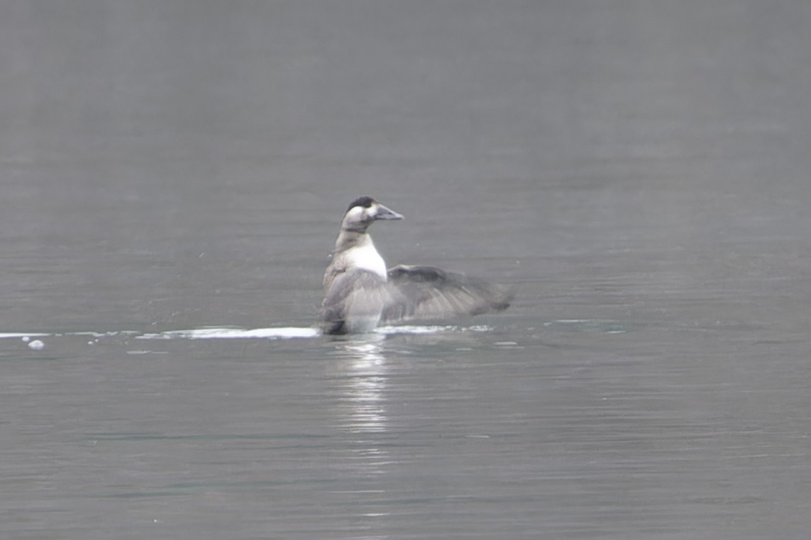 brilleand - ML646407878