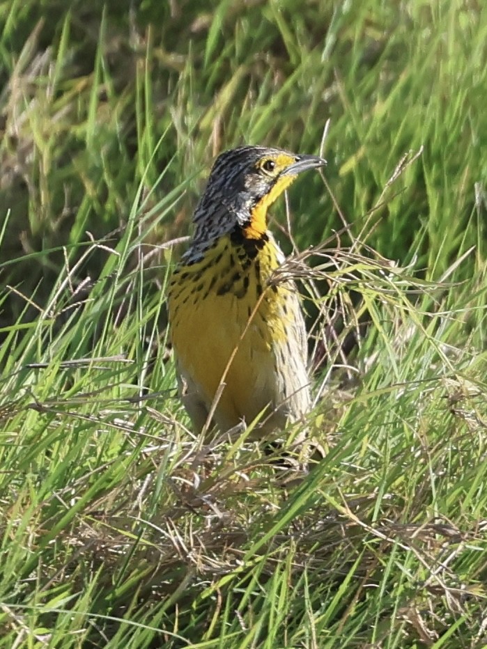 Пікулик золотогорлий - ML646407879