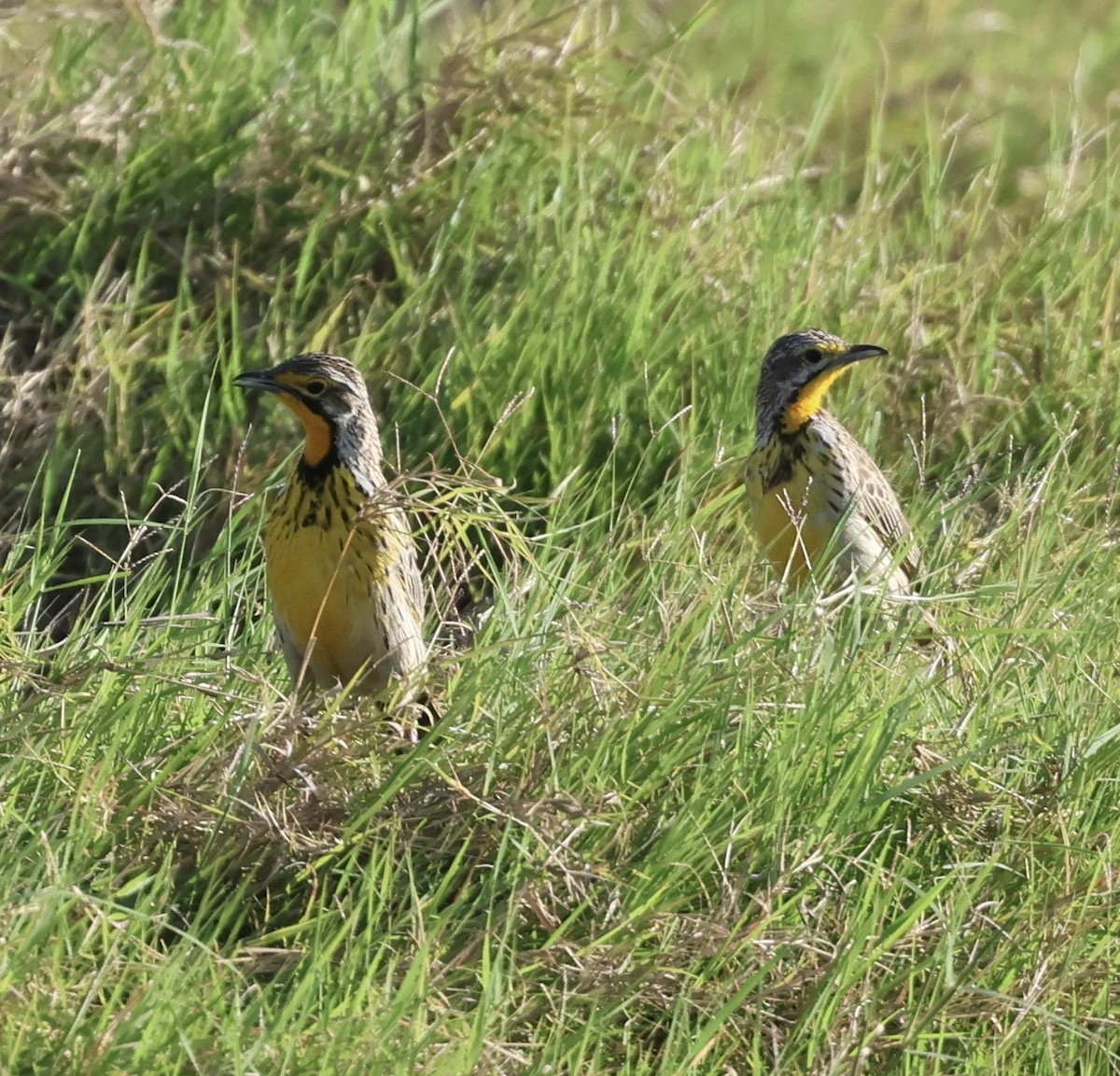 Пікулик золотогорлий - ML646407880