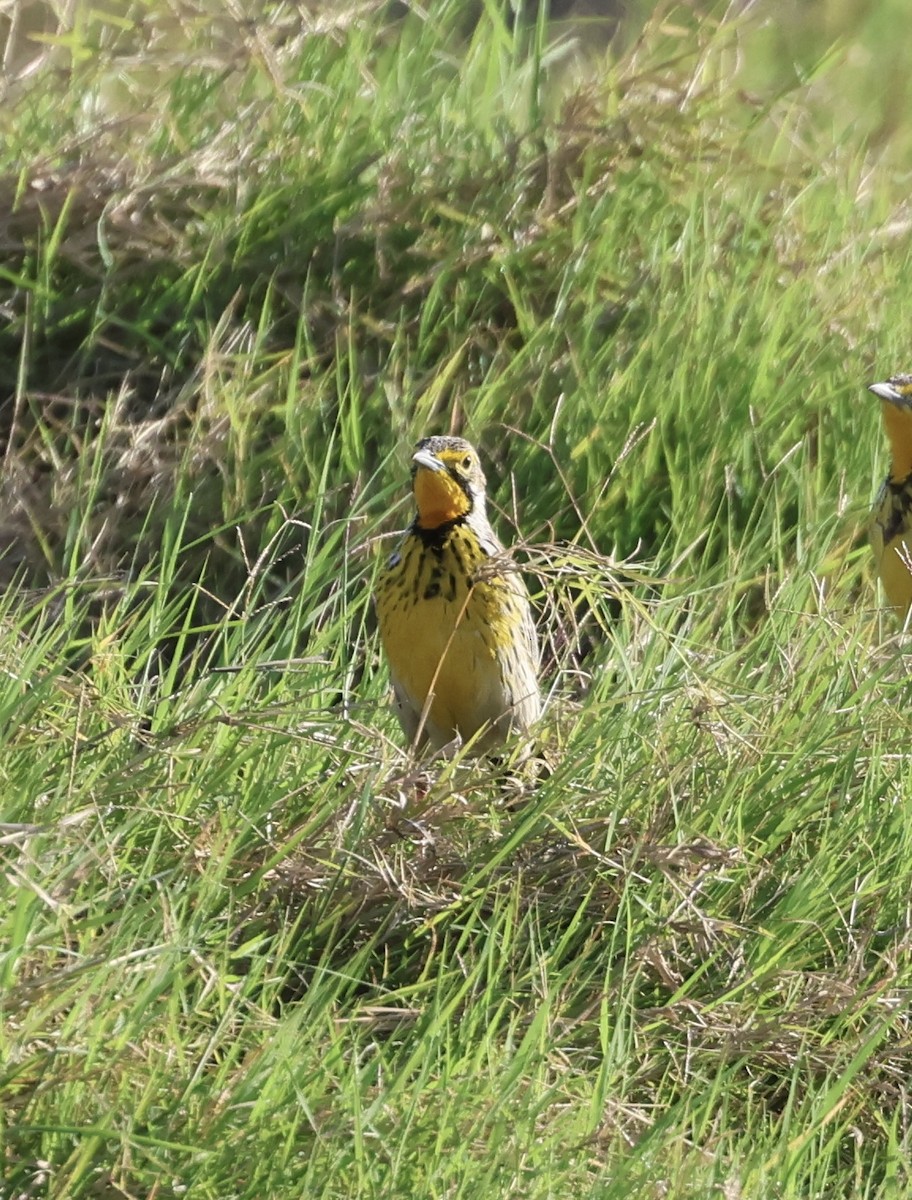 Пікулик золотогорлий - ML646407881