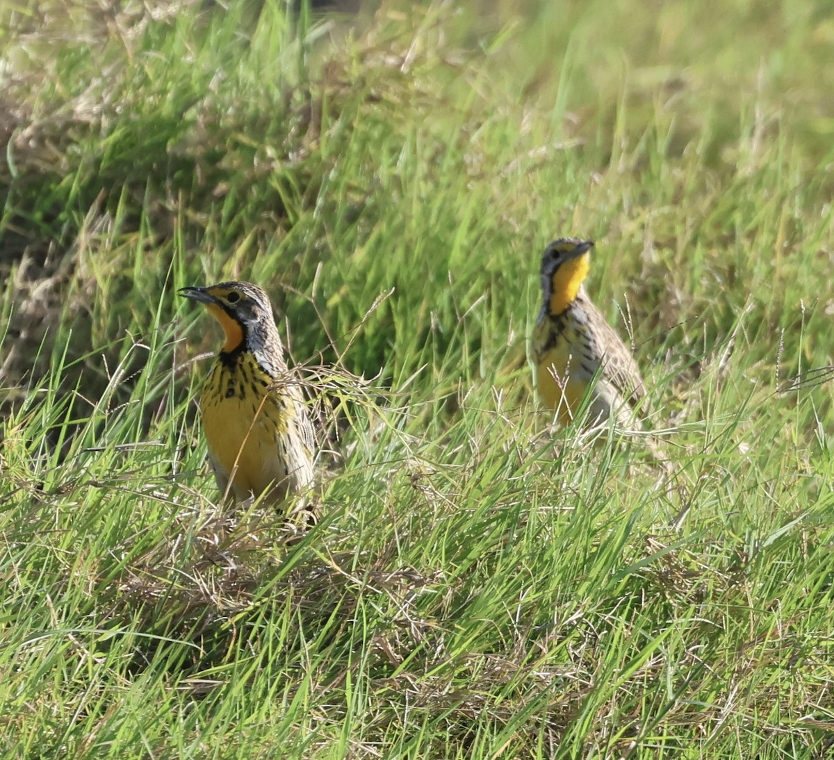 Пікулик золотогорлий - ML646407882