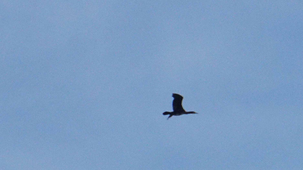 Баклан великий - ML646407886