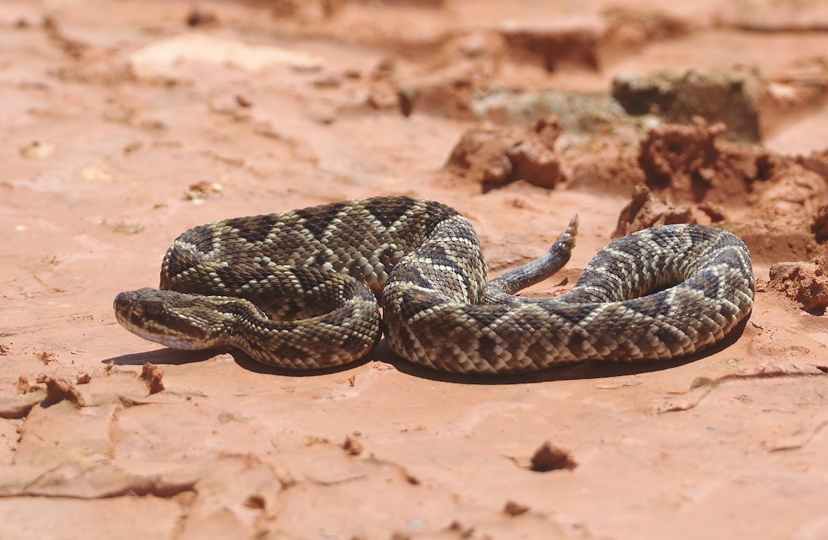 Neotropical Rattlesnake - ML646407887