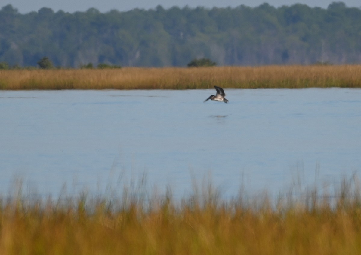 Пелікан бурий - ML646407888