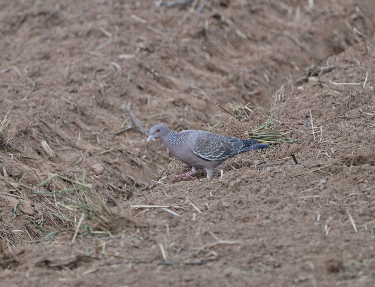 Голуб аргентинський - ML646407889