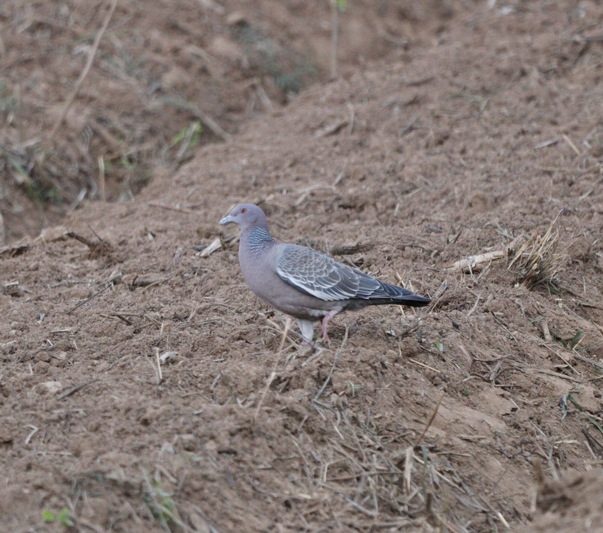 Голуб аргентинський - ML646407890