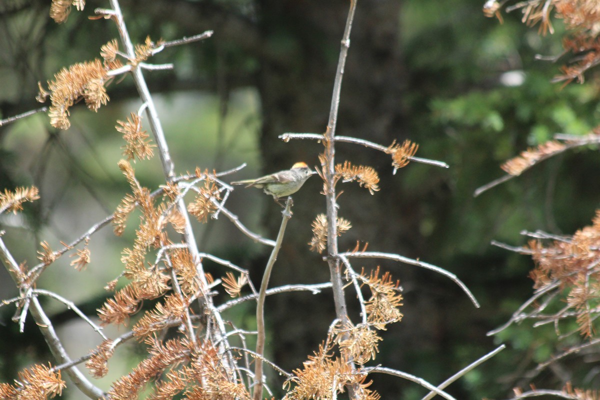 Золотомушка рубіновочуба - ML646407891