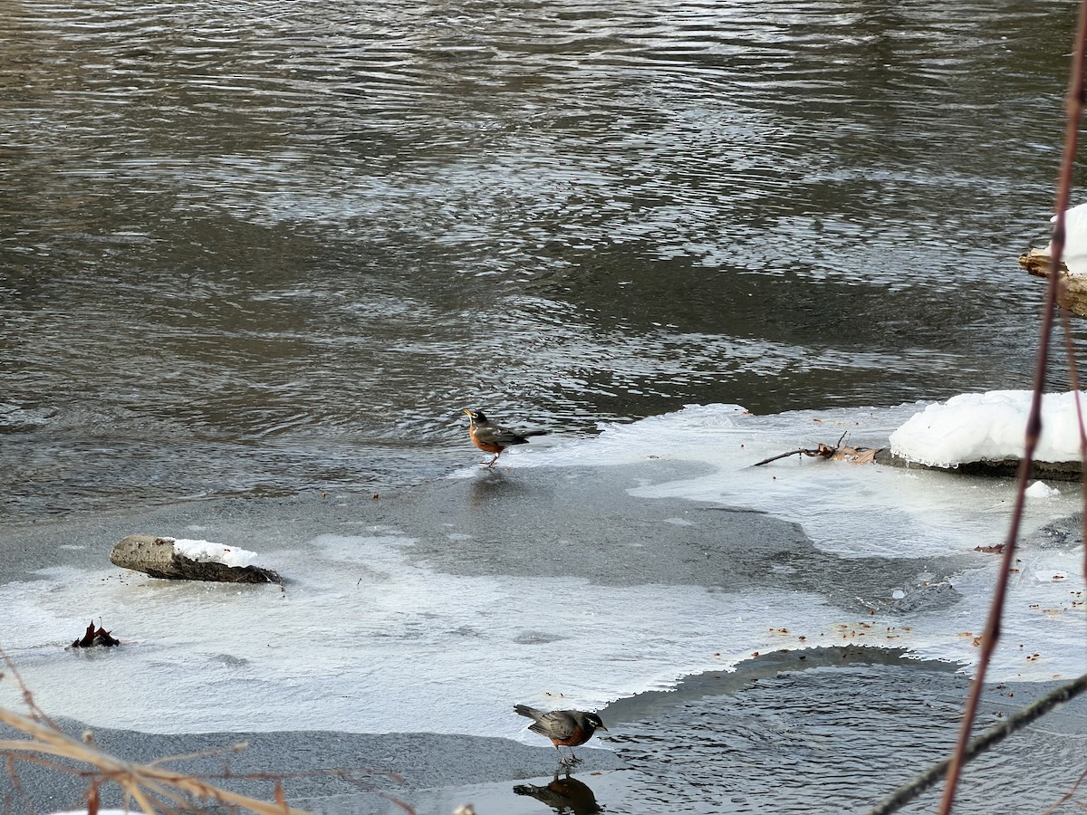 Дрізд мандрівний - ML646407892