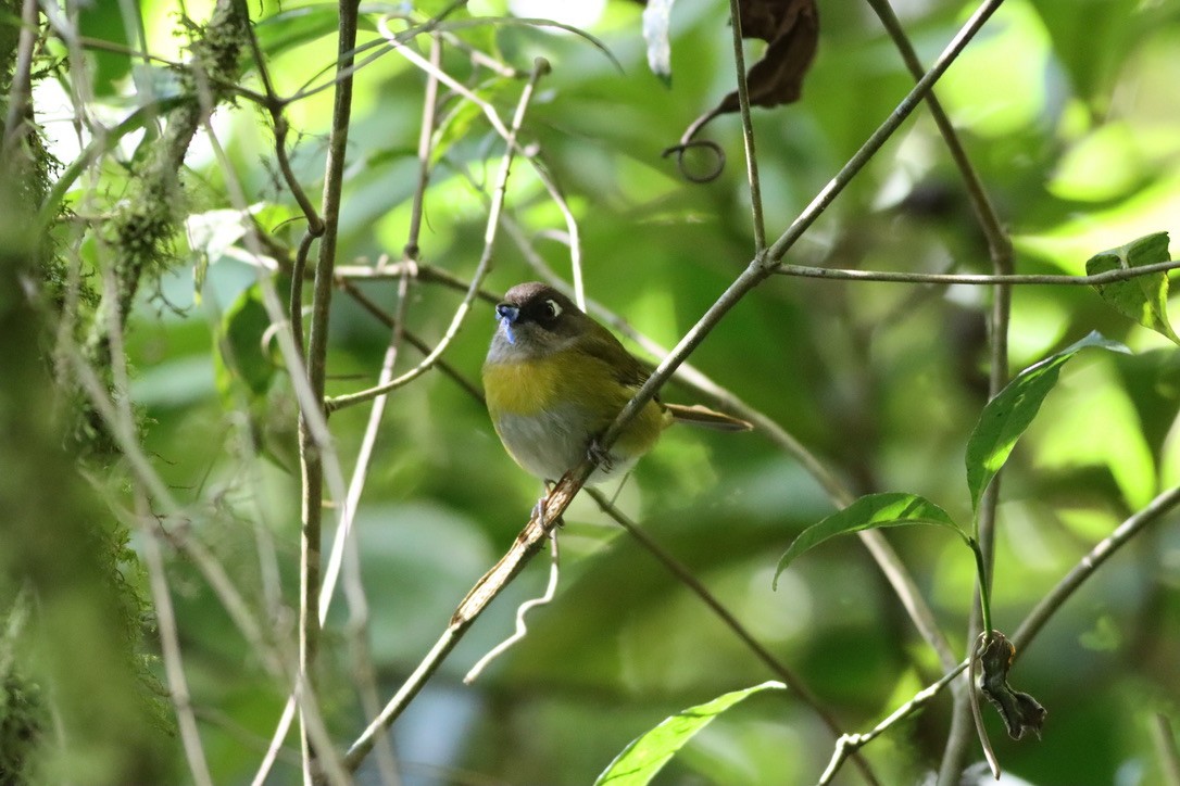 Зеленник мінливобарвний - ML646407893