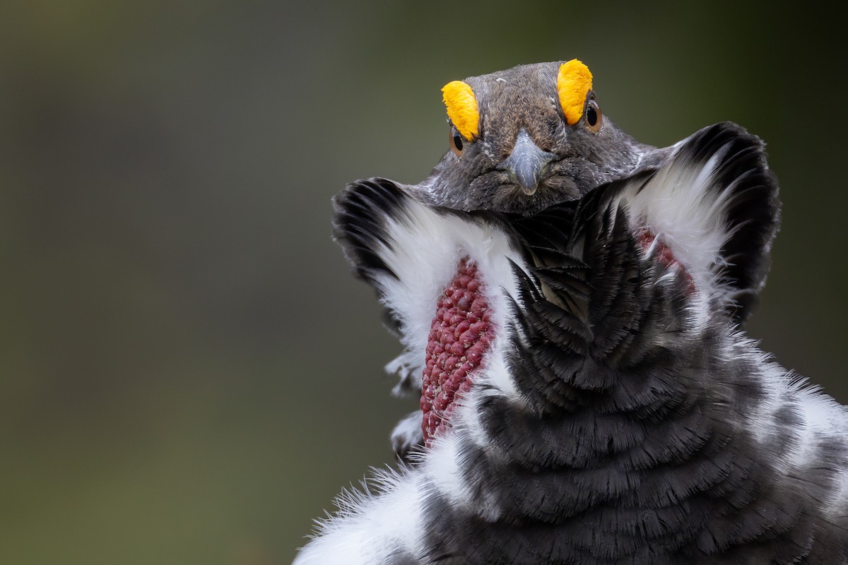 Тетерук жовтобровий - ML646407894