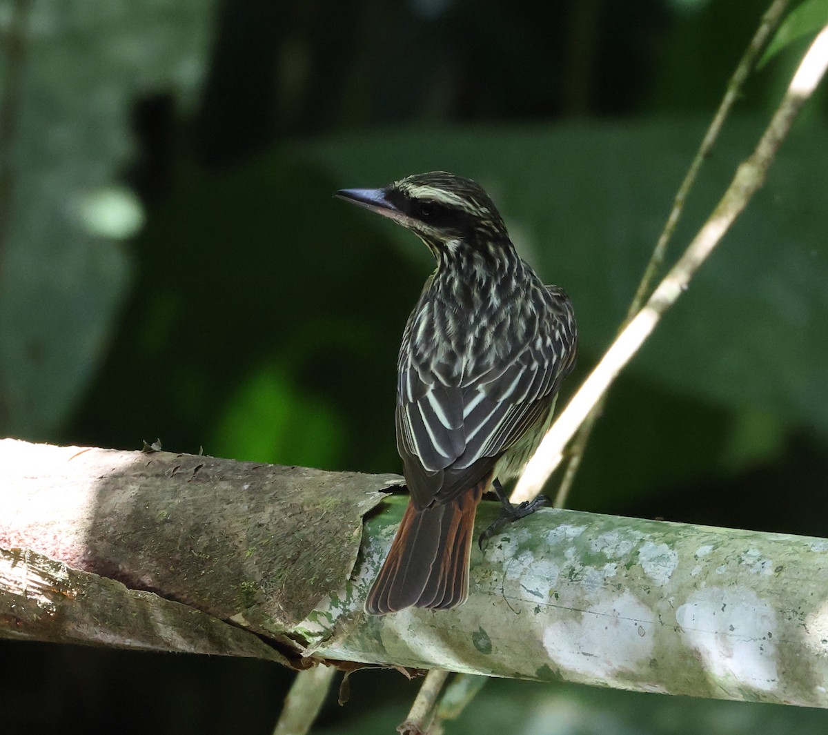 Тиран смугастий - ML646407895