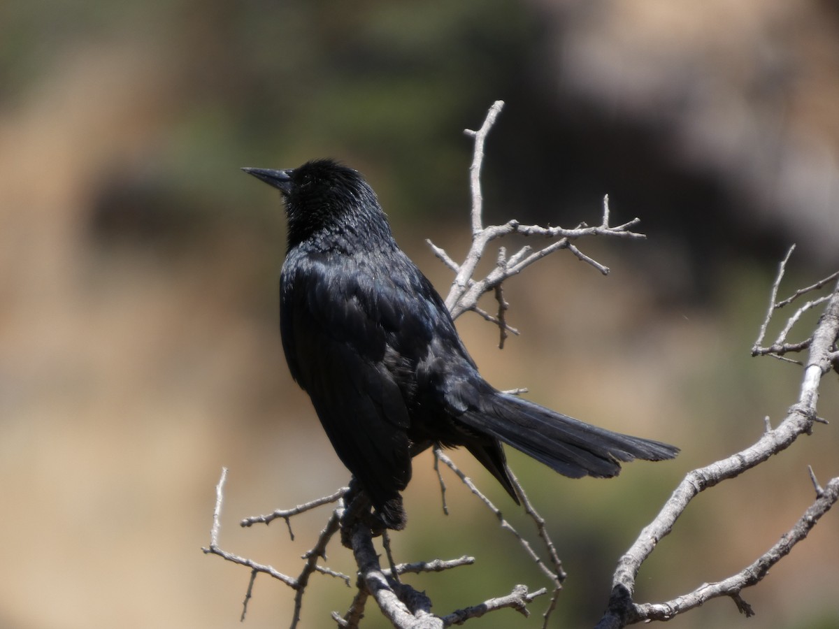 Щетинкопер великий - ML646407896