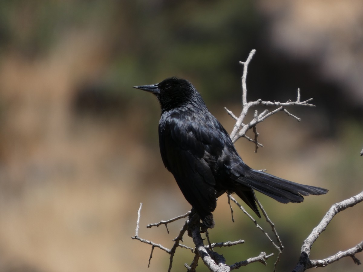 Щетинкопер великий - ML646407897