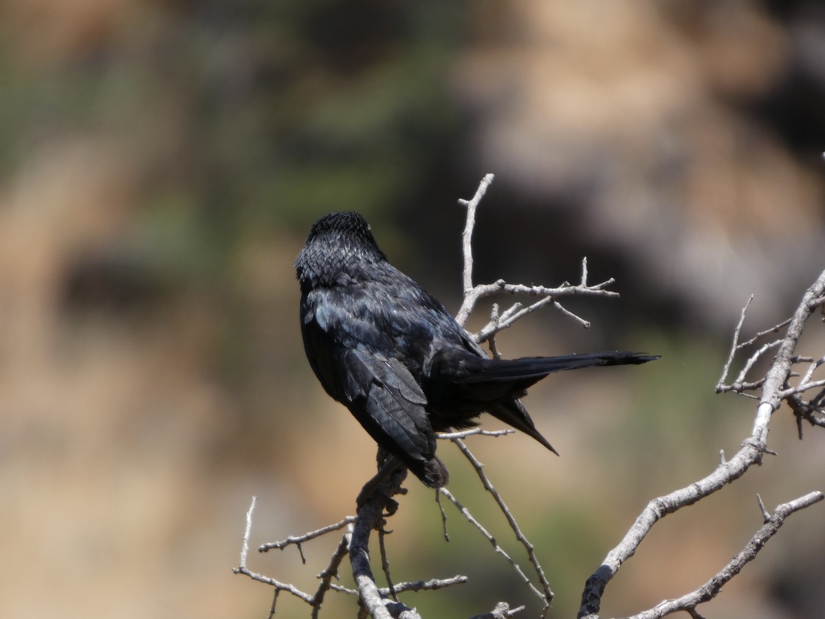 Щетинкопер великий - ML646407898