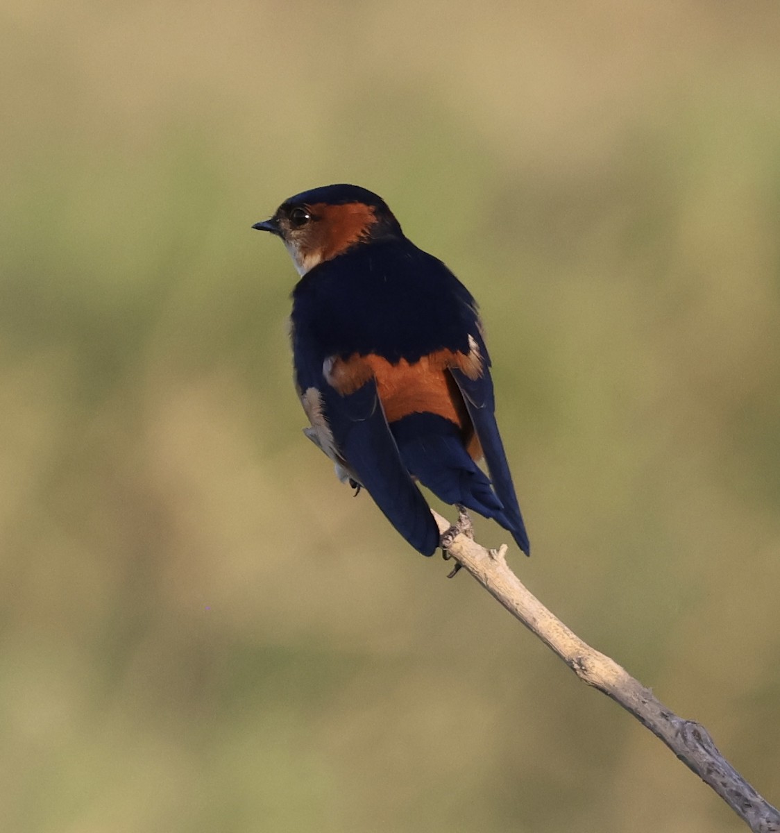 Ластівка рудопоперечна африканська - ML646407899