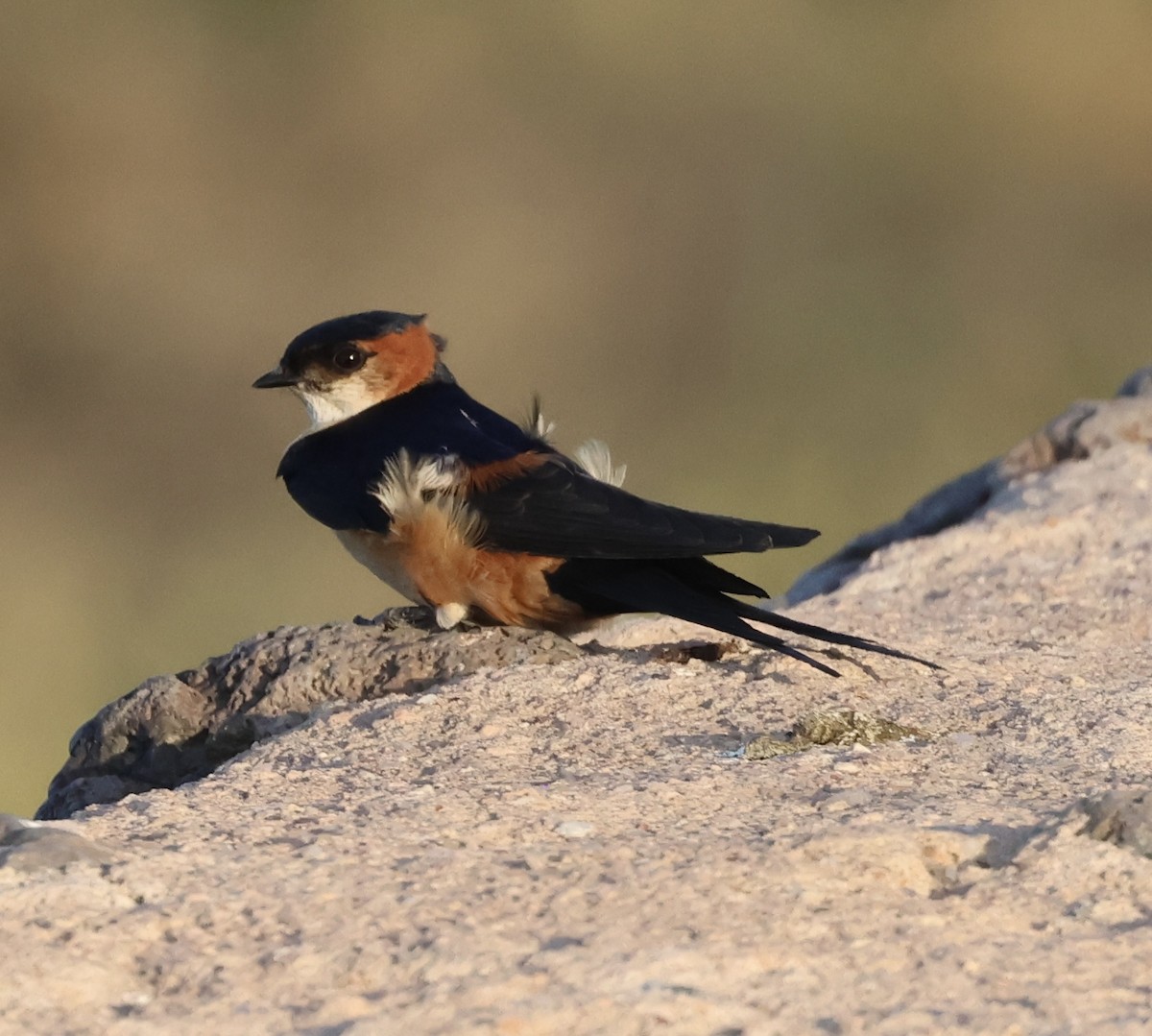 Ластівка рудопоперечна африканська - ML646407900