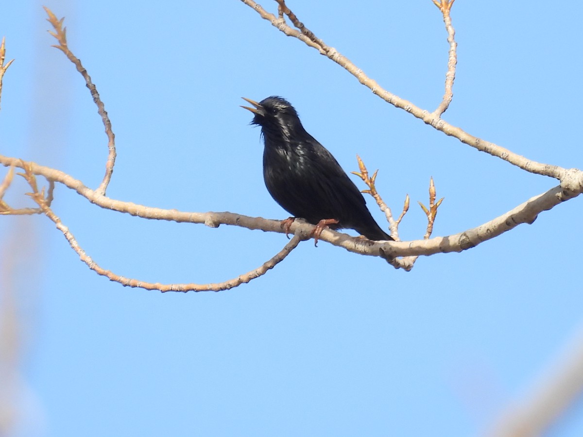 Étourneau unicolore - ML646407902