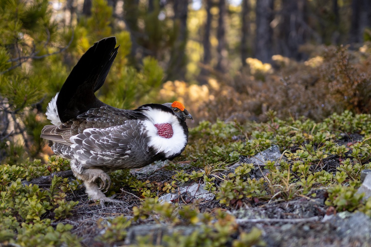 アオライチョウ - ML646407903