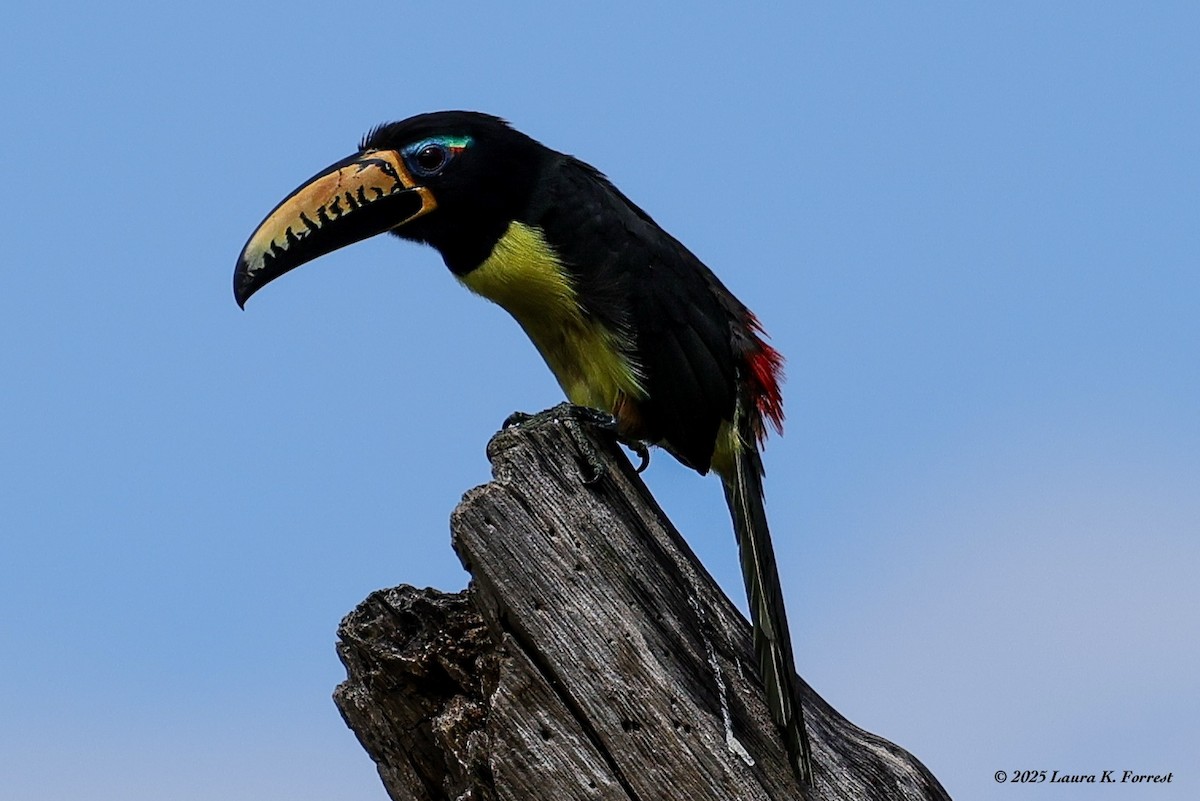 Lettered Aracari - ML646407904