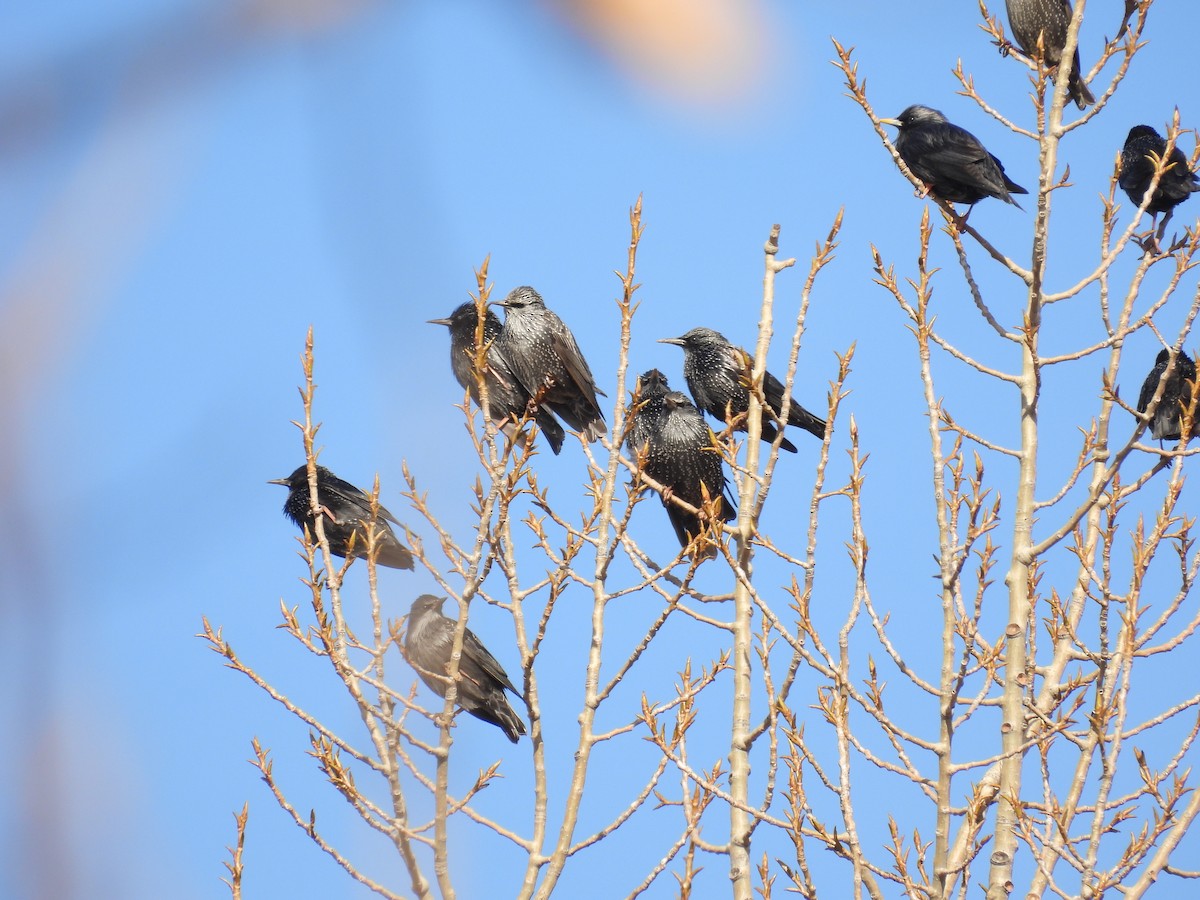 Étourneau unicolore - ML646407912