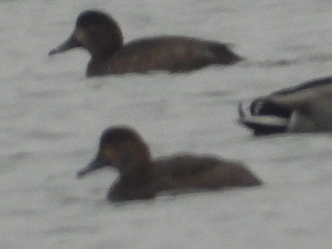 Redhead - ML646407916